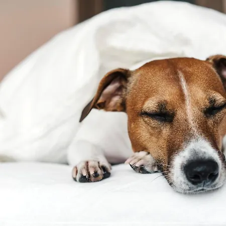 - The Niu, Form Feuerbach By Ihg 3* 斯图加特