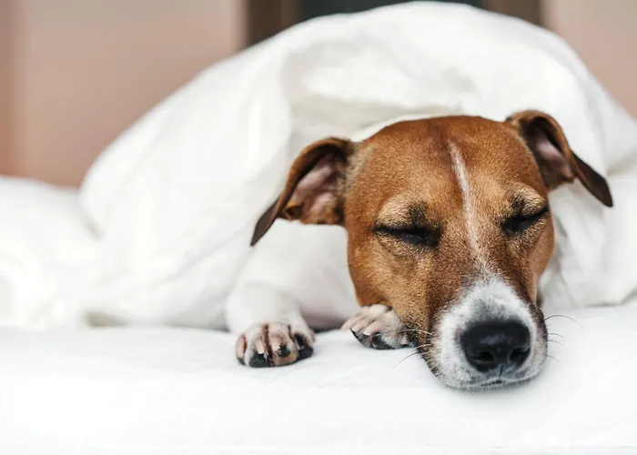 - The Niu, Form Feuerbach By Ihg 3* Stuttgart